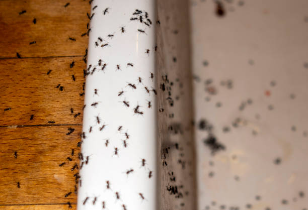 Best Residential Pest Control  in Spring Grove, IL