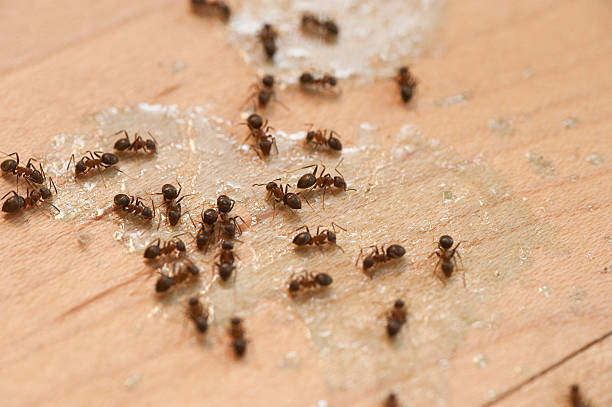 Best Pest Control Near Me  in Spring Grove, IL