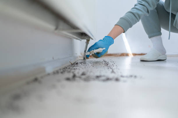 Best Insect Control  in Spring Grove, IL